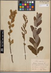 Foto von Salix cinerea L.